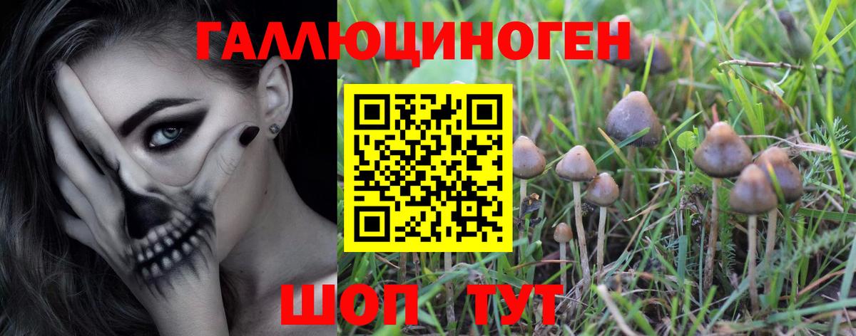Псилоцибиновые грибы GOLDEN TEACHER  Псилоцибиновые грибы Magic Shrooms  Вход с VPN  Элиста 